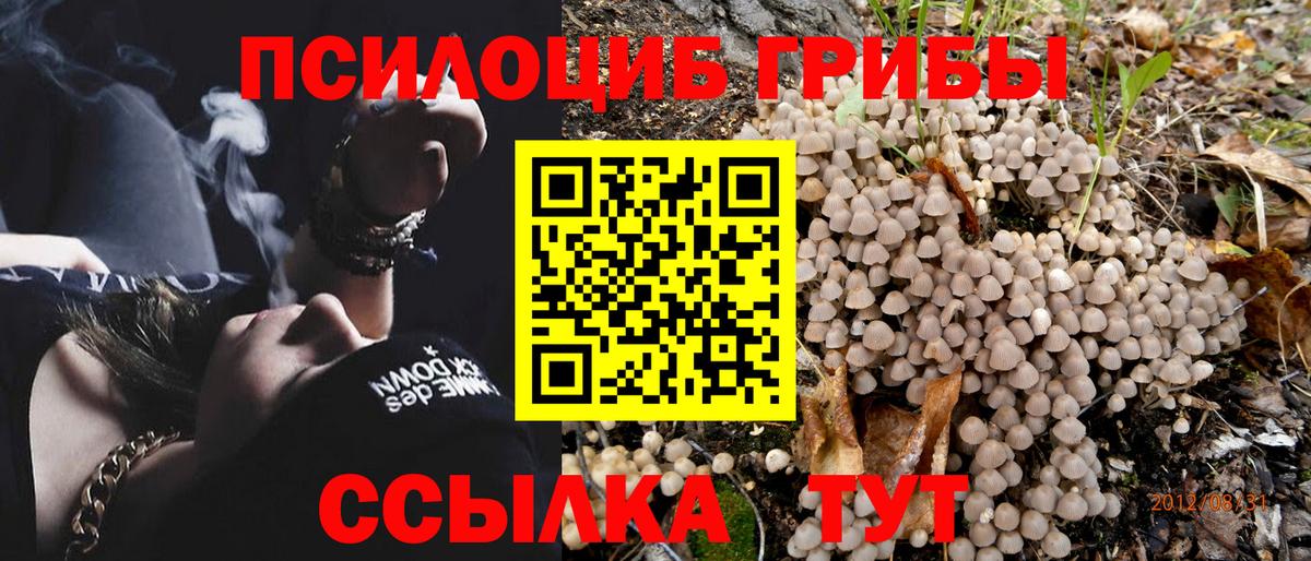 Псилоцибиновые грибы Psilocybe Шебекино